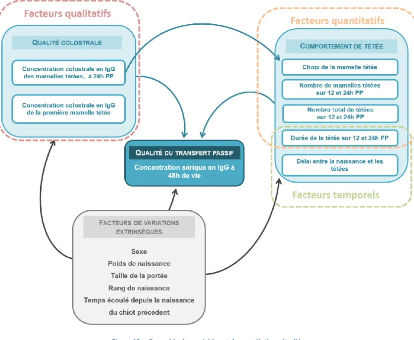 Figure 12 –  Ensemble des variables et des corrélations étudiées.           NB. PP = post-partum