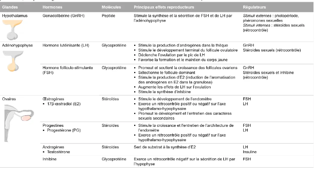 Tableau  1 :  Principales  caractéristiques  des  hormones  de  l’axe  hypothalamo-hypophysaire-gonadique  chez  la  femelle  mammifère