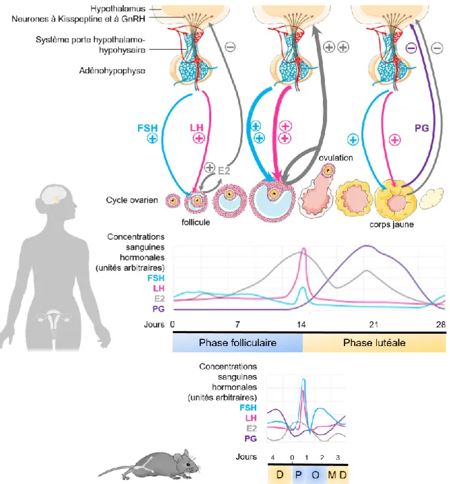 Figure  2 :  Rétrocontrôles  de  l’axe  hypothalamo-hypophysaire-gonadique  et  profils  hormonaux  pendant  le  cycle  œstral  chez  la  femme  et  la  souris