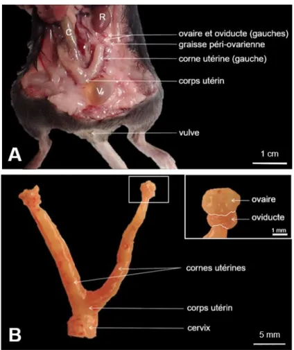 Figure 3 : Dissection de l’appareil génital de souris femelle sexuellement mature. A : Vue ventrale 