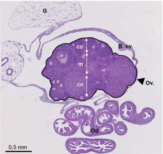 Figure 4 : Vue d’ensemble d’une section histologique d’ovaire de souris sexuellement mature