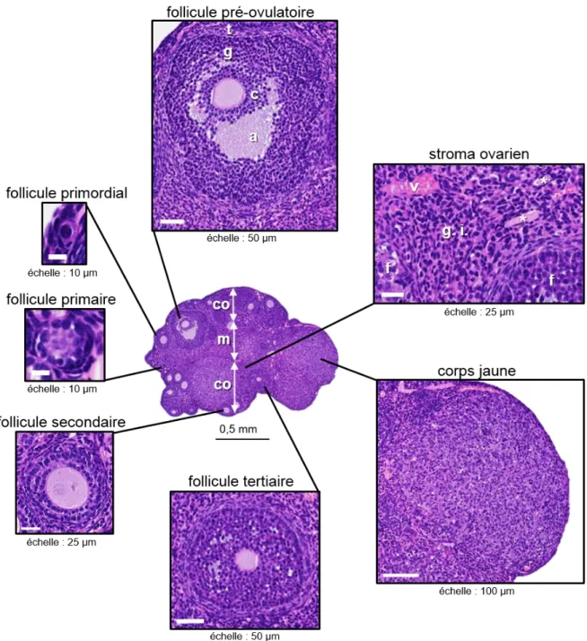 Figure  5 :  Vue  détaillée  d’une  section  histologique  d’ovaire  de  souris  sexuellement  mature  et  principaux types de follicules ovariens