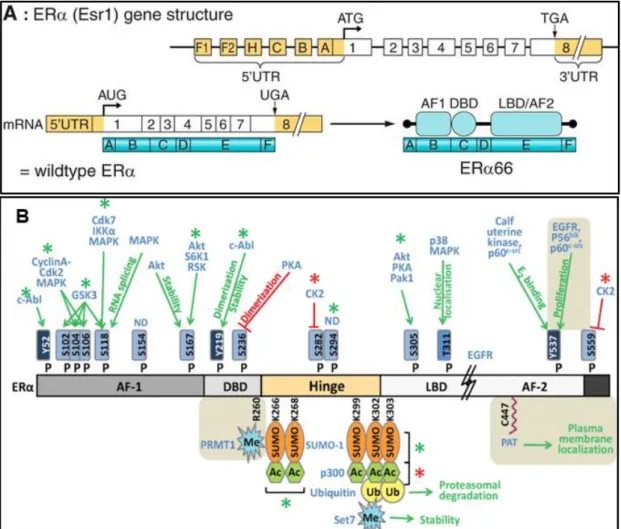 Figure 6 : Structures génique, transcriptionnelle, traductionnelle et post-traductionnelle du ERα
