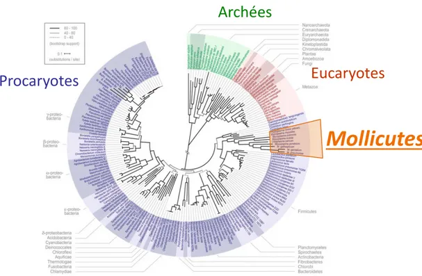 Figure 1 : Place des Mollicutes dans l’arbre phylogénétique de la vie. 