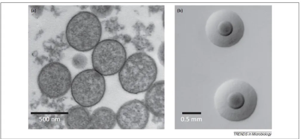 Figure 3 : Photo de cellules et de colonies de Mycoplasma agalactiae. 