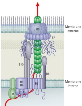 Figure 11 : Architecture d’un SSTIV et voie de translocation de l’ADN.  