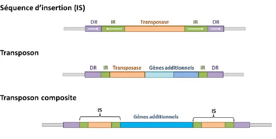 Figure 14 : Organisation des transposons et IS.  