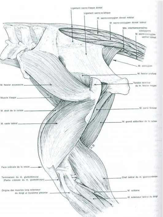 Figure 12 : muscles profonds du bassin et de la cuisse d'un cheval, membre gauche, vue latérale (8) 