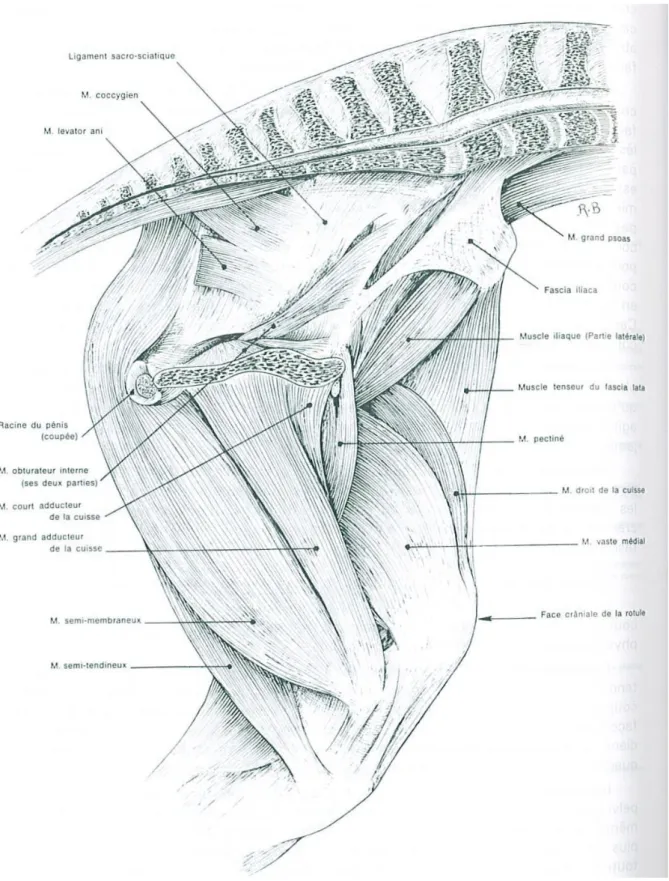Figure 14 : muscles profonds de la cuisse gauche d'un cheval, vue médiale (8) 