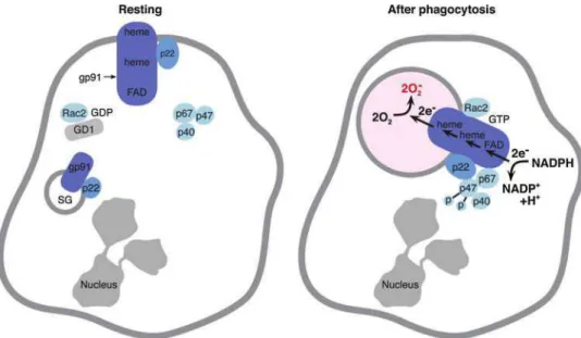 FIG. 2. Activation and assembly of NOX2 on the phagosomal membrane. In the resting neutrophil, flavocytochrome b558,