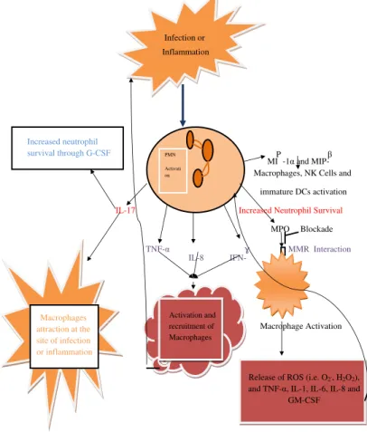 Fig. 1. Activation and interaction of neutrophils with macrophages at the site of infection or inﬂammation