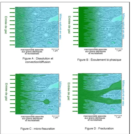 Figure  1-20  :  Représentation  schématique  des  différents  mécanismes  de  migration  des  gaz  dans  les  argilites  du  Callovo-Oxfordien  (in  ANDRA Dossier 2005 Tome 2 Chap