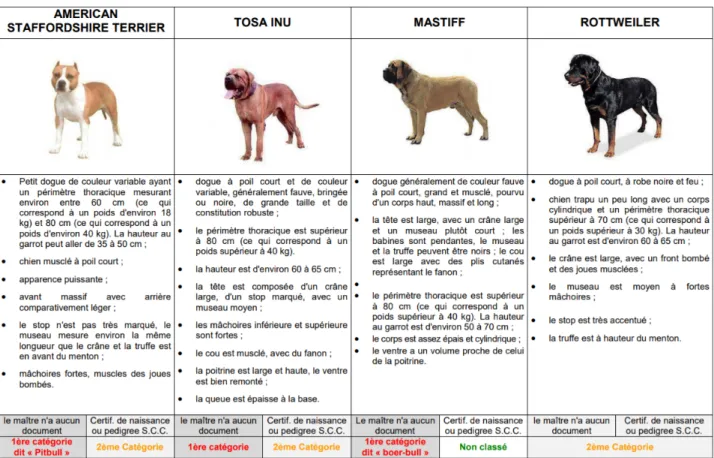 Tableau 1 : Descriptions morphologique et picturale des chiens appartenant aux 1 ère et 2 ème