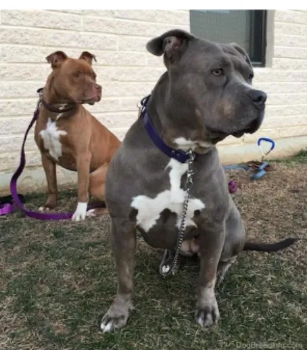 Figure 1 : Photographie de deux chiens de type Pitbull