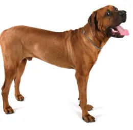 Figure 4 : Photographie d’un chien de race Tosa