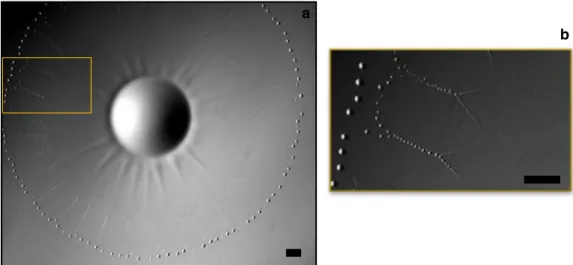 Figure 7 a, b show how the ﬁlm radius, R F (t), evolves during the