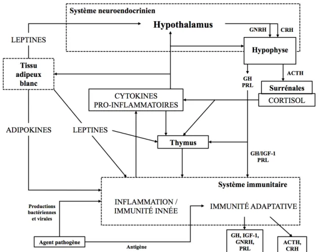 Figure 1 : Mécanismes intervenant dans la mise en place d’une réponse inflammatoire (d’après  Borghetti et al