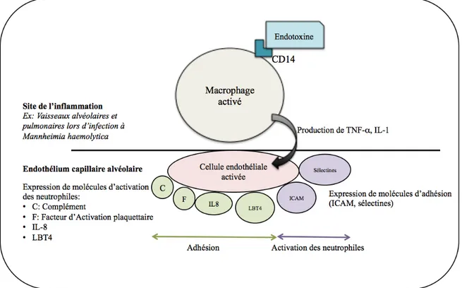 Figure 2 : Mécanismes d’adhésion puis d’activation des polynucléaires neutrophiles sur les sites  d’inflammation (d’après Kaneko et al