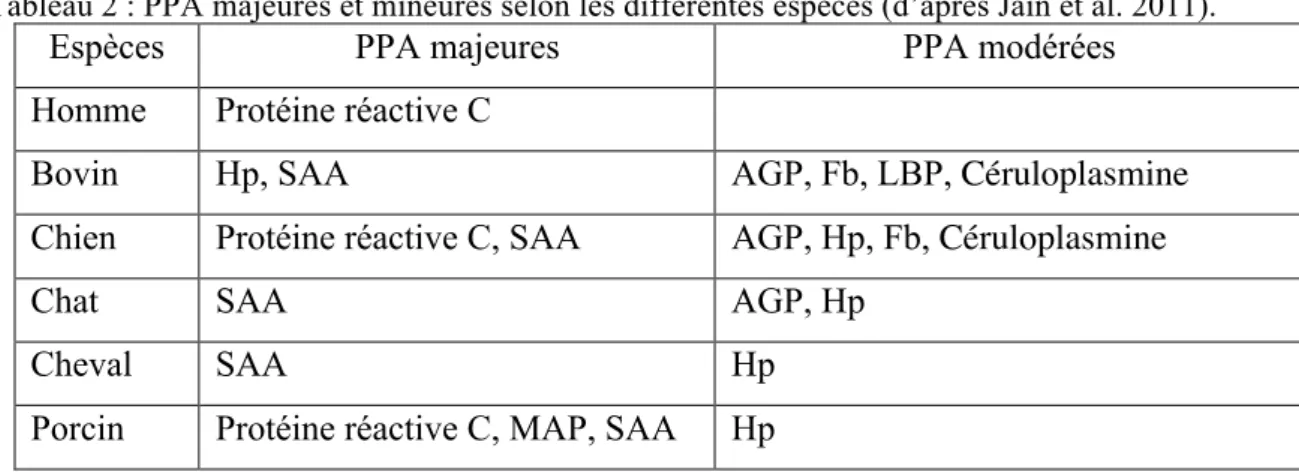 Tableau 2 : PPA majeures et mineures selon les différentes espèces (d’après Jain et al