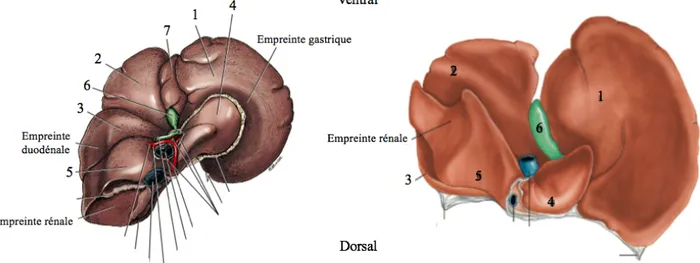 Figure 3 : Anatomie du foie du chien (à gauche) et du chat (à droite), vue viscérale. Extrait de Miller’s Anatomy  of the Dog (Evans, de Lahunta 2013) et Atlas of Feline Anatomy for Veterinarian (Hudson, Hamilton 2010)