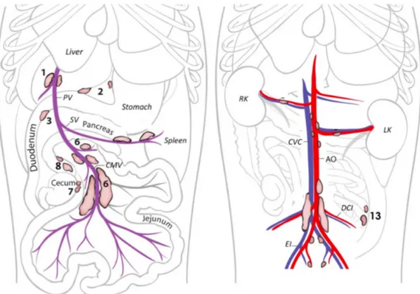 Figure 8 : Localisation des nœuds lymphatiques drainant le tube digestif. Extrait de Atlas of Small Animal  Ultrasonography 2