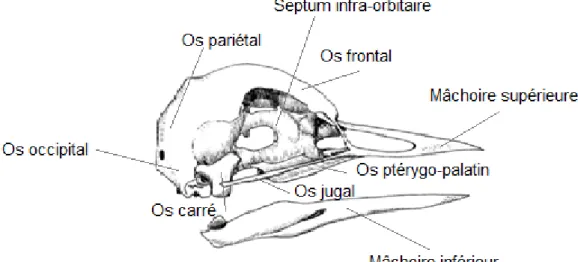 Figure 10 : Anatomie du crâne des Gruidae en vue de profil (15) 