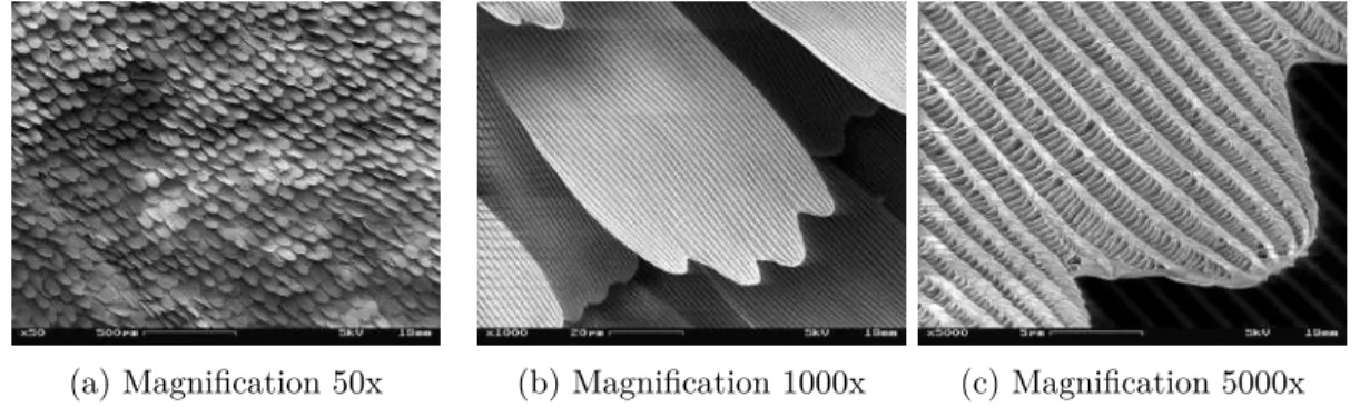 Figure 1.3: Particular of a Peacock butterfly wing, taken with a Scanning Electron Micro- Micro-scope