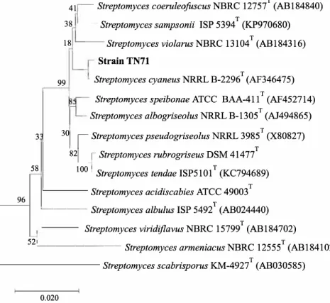 Fig.  1. Phylogenetic trees derived from 16S rDNA sequence  of Streptomyces sp. TN71 strain
