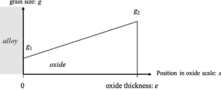 Fig. 3. schematic representation of a linear grain size evolution in the oxide scale.