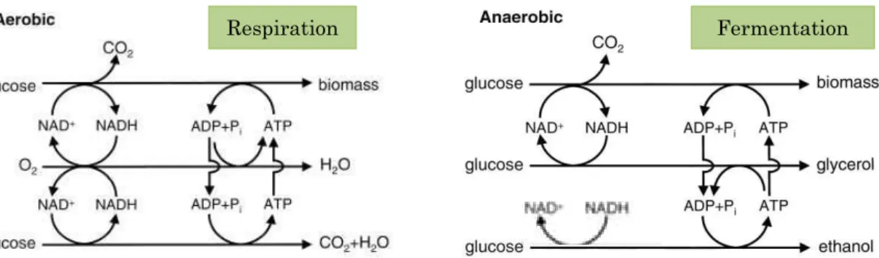 Figure 2 Voies métaboliques de consommation des sucres au sein de la levure (inspiré de Bakker et al., 2001)