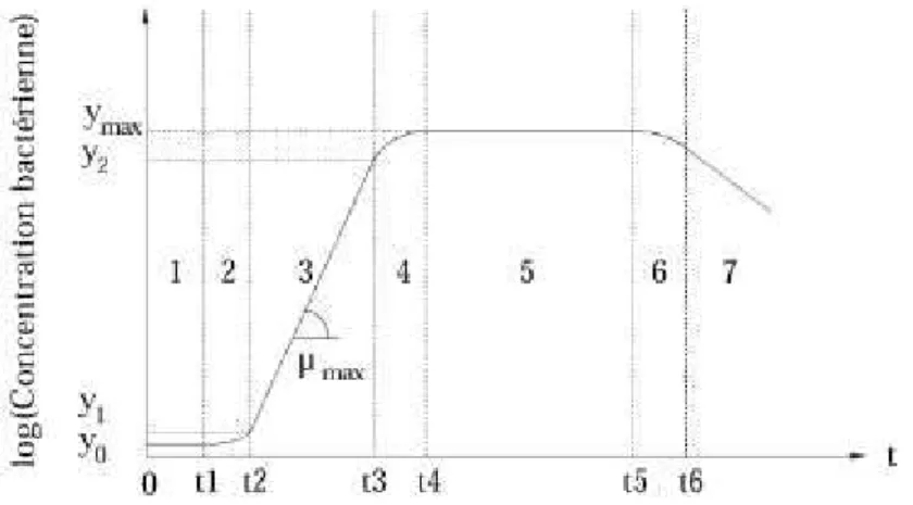 Figure 16 Différentes phases de la croissance bactérienne en milieu non renouvelé décrites par Buchanan  (1918)