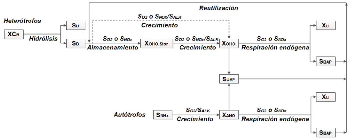 Fig. 1.05. Descripción esquemática del modelo ASM3 considerando el crecimiento y 