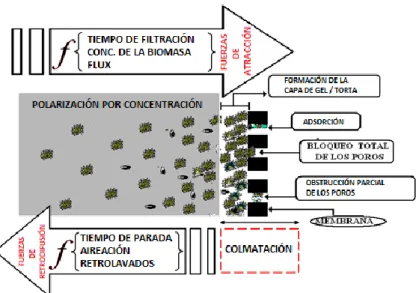 Fig. 1.07. Principales factores y mecanismos que influyen en la colmatación de la membrana  durante la filtración