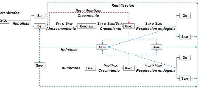Fig. 3.01. Descripción esquemática del nuevo modelo biológico desarrollado en este trabajo  (las líneas discontinuas en rojo y azul representan lo nuevo con respecto al modelo ASM3)