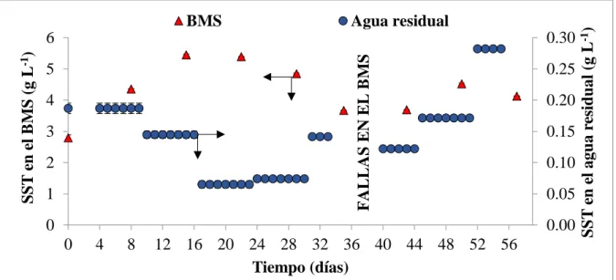 Fig. 4.01. Comportamiento de los sólidos suspendidos totales en la alimentación y en el  interior del BMS piloto en el tiempo