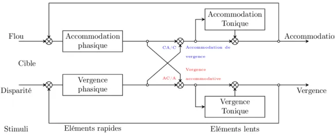 Figure 10 : lien entre l'accommodation et la vergence, modèle simplifié de Schor (Schor &amp; Kotulak 1986) (fait par Neveu 