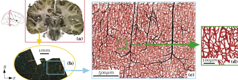 Fig 1. Multiscale architecture of microvascular networks in human brain with a representation of different length scales