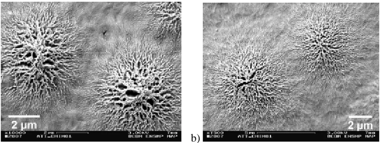 Figure I-16 : Mise en évidence après attaque chimique de la microstructure sphérolitique  (observation M.E.B) 
