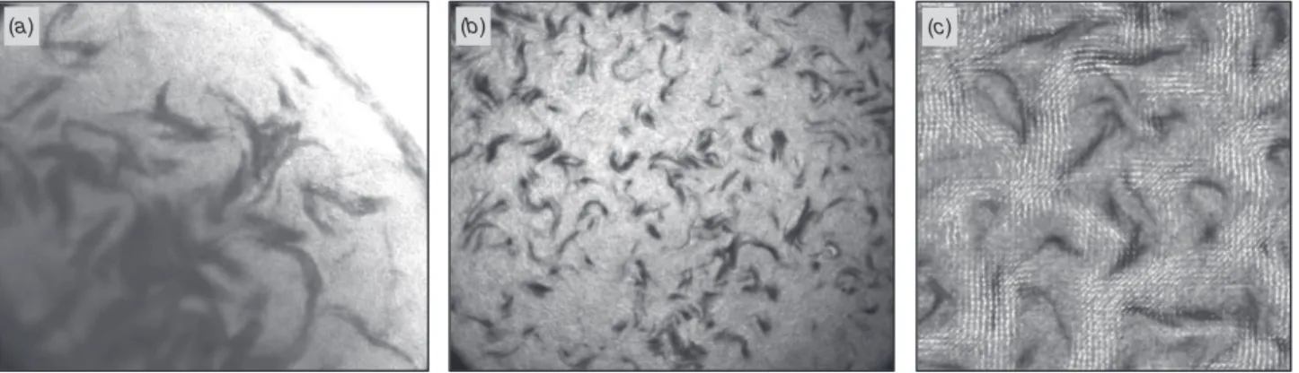 Fig. 1. Phase contrast imaging of wave motion in ram semen. (a) A drop of raw ram semen was deposited onto a glass slide and the edge of the drop was