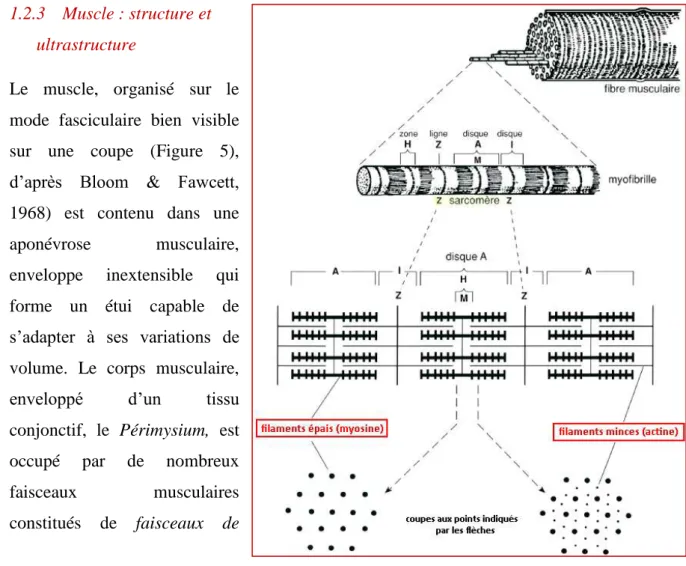 Figure 5. Fibre musculaire : structure et ultrastructure (d’après  Bloom &amp; Fawcett, 1968 modifiée)