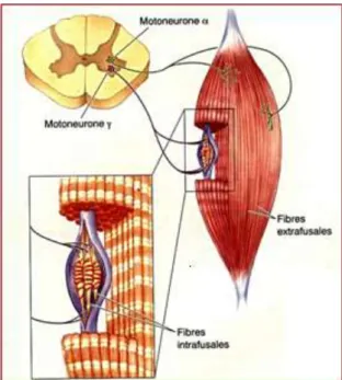 Figure  7.  Fuseau  neuromusculaire.  Fibres  intrafusales  et  extrafusales  (image :  www.google.fr)