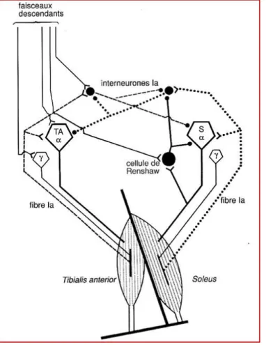 Figure  8.  Circuits  de  l’inhibition  réciproque  et  récurrente.  Les  circuits  correspondent  à  deux  muscles antagonistes, le soléaire (soleus) et le tibial antérieur, sont pris à titre d’exemple