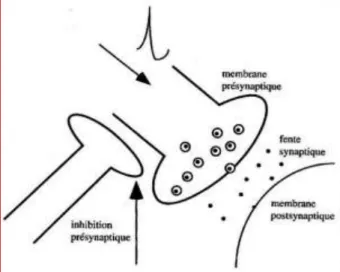 Figure  9.  Inhibition  présynaptique.  L’inhibition  présynaptique  agit  de  façon  sélective  sur  certaines  synapses