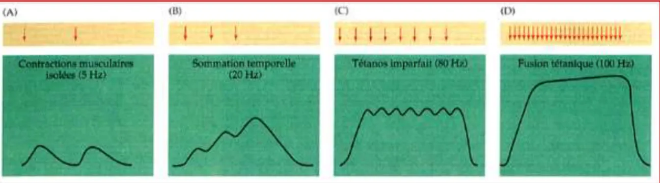 Figure 11. Effet de la fréquence de stimulation sur la tension musculaire. (A) Aux fréquences de  stimulation  peu  élevées,  chaque  potentiel  d’action  provoque  une  contraction  unique  de  la  fibre  musculaire