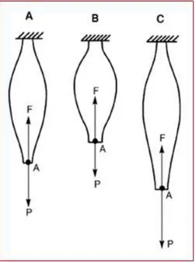 Figure 12. Modalités de contraction musculaire. F, tension développée par le muscle selon sa ligne  d’action,  P,  résistance  appliquée  à  son  extrémité  distale  selon  la  direction  opposée  à  F