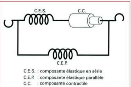 Figure  13.  Schéma  du  modèle  de  Hill  à  trois  composants  (d’après Dalleau et Allard, 2009)