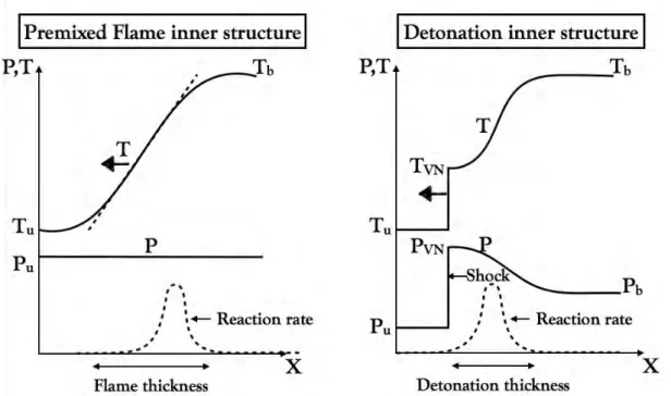 Figure 1.3: The inner structure of premixed flames and detonations. In a premixed flame