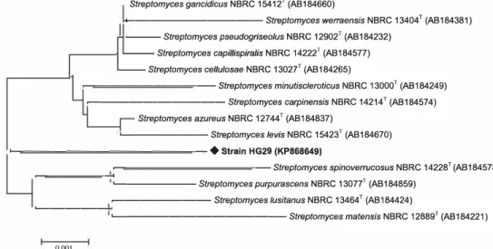 Figure 1  Phylogenetic tree derived from nearly complete 16S rRNA gene sequences showing relationships between the strain HG29  and  the related  type species of the genus Streptomyces