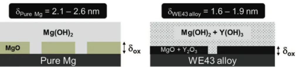 Fig. 11. Schematic illustration of the cross-section view of the oxides/hydroxides ﬁlms formed on the pure Mg and on the WE43 Mg alloy surfaces after immersion in the Na 2 SO 4 solution.