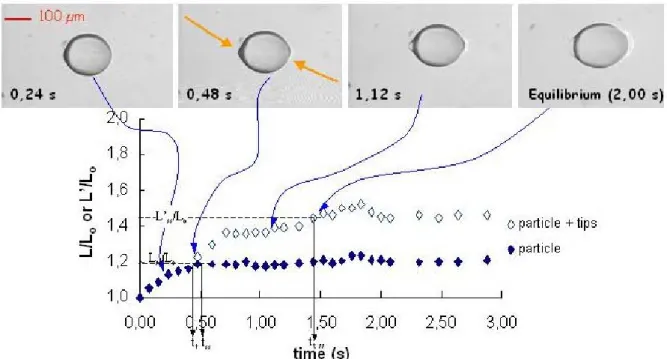 Figure 3.4: Deformation kinetics of a gel particle swollen with 1 % HPC, Q = 80 g/g, submitted to shear  stress 1000 Pa ( σ rel  <  σ < σ ej )